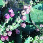 Opuntia bentonii, fruit