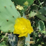 Opuntia bentonii, Anahuac National Wildlife Refuge, TX, Kevin Rowland