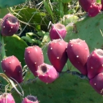 Opuntia bentonii, fruit, Galveston Island, TX