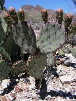 Opuntia blakeana