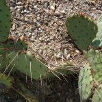 Opuntia blakeana, greater Tucson, AZ