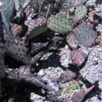 Opuntia blakeana, south side of Tuscon Mts