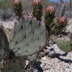 Opuntia blakeana, flower buds, south side of Tuscon Mts