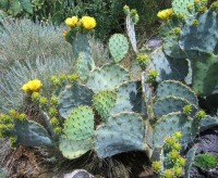 Opuntia cacanapa