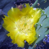 Opuntia cacanapa 'Ellisiana'