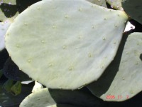 Opuntia cacanapa 'Ellisiana'