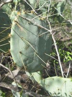 Opuntia cacanapa, Zapata, TX