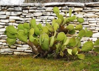 Opuntia cacanapa 'Ellisiana', Austin, TX