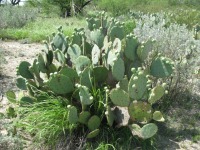 Opuntia cacanapa, El Indio, TX