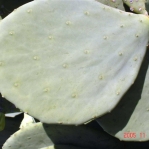 Opuntia cacanapa 'Ellisiana'