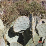 Opuntia cacanapa, very cold weather