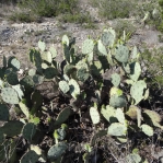 Opuntia cacanapa, near Uvalde, TX, Hayes Jackson