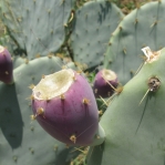 Opuntia cacanapa, El Indio, TX
