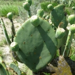 Opuntia cacanapa, very few spines, El Indio, TX
