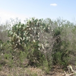 Opuntia cacanapa, Rio Grande CIty, TX