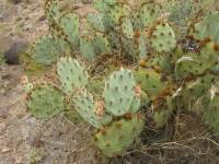Opuntia caesia, Crozier, AZ