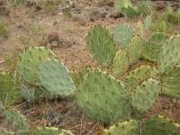 Opuntia caesia, Crozier, AZ