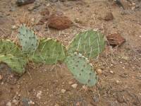 Opuntia caesia, Crozier, AZ