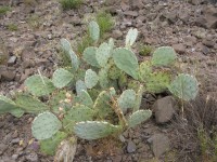 Opuntia caesia, near Crozier, AZ