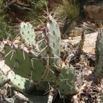 Opuntia caesia, near Cane beds, AZ