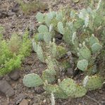 Opuntia caesia, near Crozier, AZ