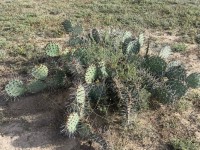 Opuntia camanchica, Marathon, TX, Dee Agave