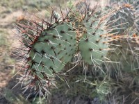 Opuntia camanchica, Marathon, TX, Dee Agave