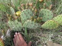 Opuntia camanchica, Newkirk, NM