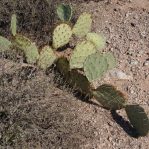 Opuntia camanchica, immature, greater Tucson area