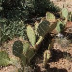 Opuntia camanchica, Hualapai Rd, Kingman, AZ