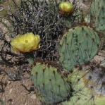 Opuntia camanchica, garden plant, Tucson, AZ