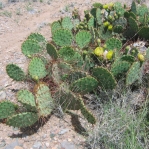 Opuntia camanchica, eastern base of Ladrone Peak in Socorro County, NM