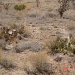 Opuntia camanchica, near Carrozzo, NM