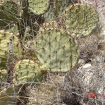 Opuntia camanchica, Placitas, NM