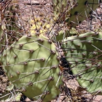 Opuntia camanchica, Carrizozo, NM