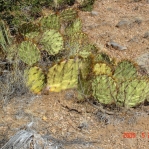 Opuntia camanchica in Mts above Albuquerque, NM