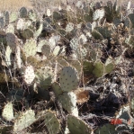 Opuntia camanchica, within city limits of Albuquerque, NM
