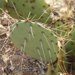 Opuntia camanchica, pale spines, Nancy Hussey