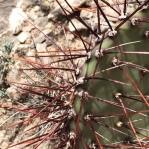 Opuntia camanchica, Alamogordo, NM, Mark Moffet