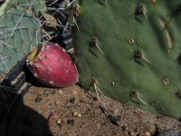 Opuntia canada, Brown Canyon, AZ