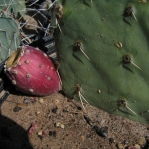 Opuntia canada, Brown Canyon, AZ