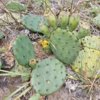 Opuntia cespitosa, Point Pelee, Canada, Derek Stephen