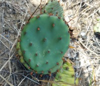 Opuntia cespitosa, Point Pelee, Canada, Derek Stephen