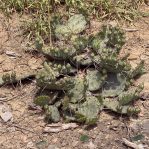 Opuntia cespitosa from neotype population, Versailles, KY