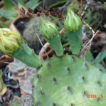 Opuntia cespitosa, garden plant