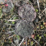 Opuntia cespitosa, Fayette County, KY-with Sedum puchellum