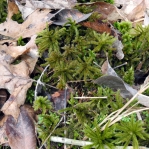 Opuntia cespitosa, companion moss, TN