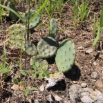 Opuntia cespitosa, Fayette Co, KY, Kevin Rowland