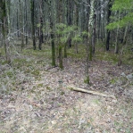 Opuntia cespitosa, habitat, TN