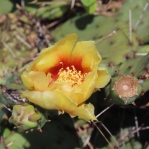 Opuntia cespitosa, KY, Kevin Rowland